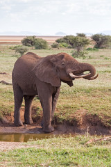 Adult elephant with big tusks on small river bank against savanna shrubs background and distance view on mountains. Lake Manyara National Park, Tanzania, Africa. 
