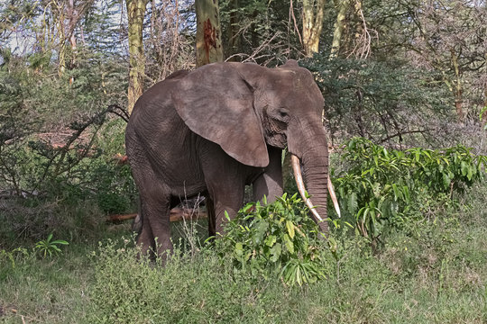 Adult elephant with big tusks in profile among trees and shrubs. Lake Manyara National Park, Tanzania, Africa. 
