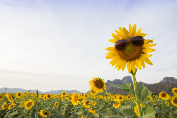 Sunflower wearing sunglasses in sunny day