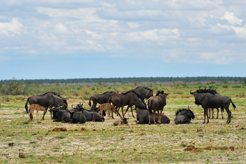 Naklejka na ściany i meble Blue wildebeest antelopes, Africa