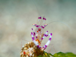 shrimp with sea anemone