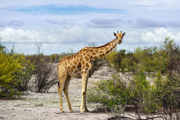 Giraffe in Namibia