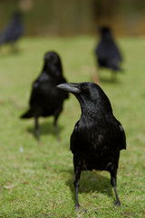 Carrion Crow