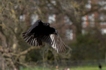 Carrion Crow