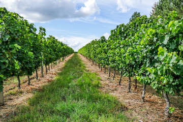 Fototapeta na wymiar Bordeaux Wineyard at Sunset-Grapes