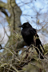 Carrion Crow