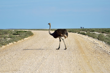 Ostrich in Etosha, Namibia