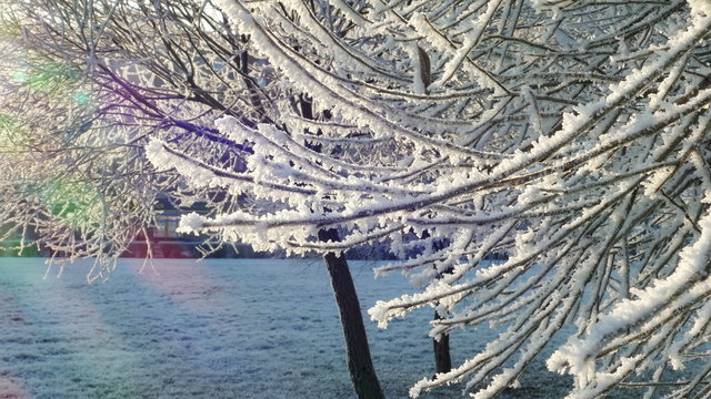 Tree Branches With Hoarfrost in Frosty Winter Park