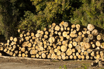 Wood trunks