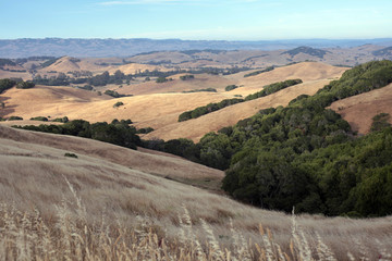 Fototapeta na wymiar The drought-stricken hills of Sonoma County California are the ideal environment for growing grapes and managing ranches.