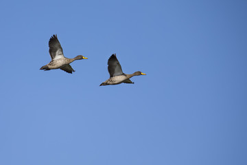 Yellow billed duck landing on a pond of water