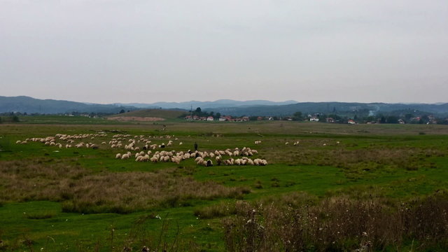 Sheeps on green meadow with mountain on the background