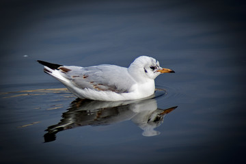 mewa © Henryk Olszewski