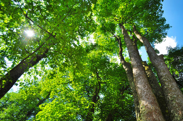 Trees nature foliage