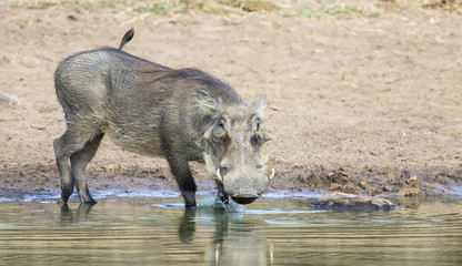 Single old Warthog standing at a waterhole drinking