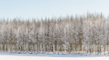Wintry birch trees in Finland