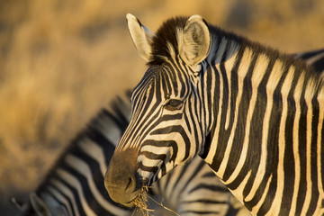 Fototapeta na wymiar Zebra portrait in a colour photo with head close-up