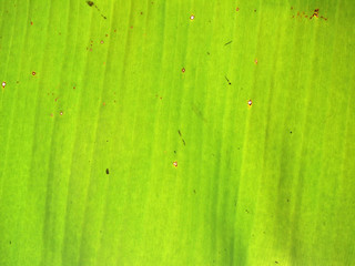 closeup of banana leaf texture, green and fresh, in a park