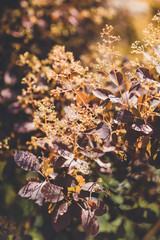 autumn colors in the forest