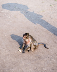 close up thai monkey in Triple Crown Castle,Phraphrangsamyod temple,Lopburi,Thailand.