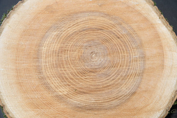 Fototapeta premium Holzscheibe