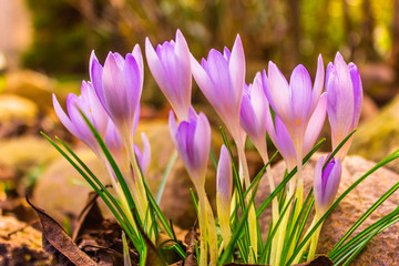 Fototapeta premium Garten Pflanzen
