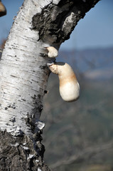 Poisonous mushroom on a tree