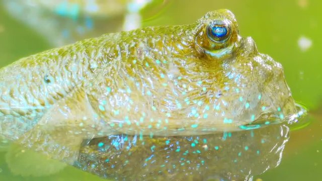Exotic and funny tropical animal Mudskipper fish above water in Asian tropics