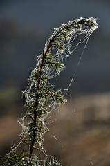 Dew drop on a plant in early morning