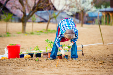 Senior woman planting seedlings into the ground in garden