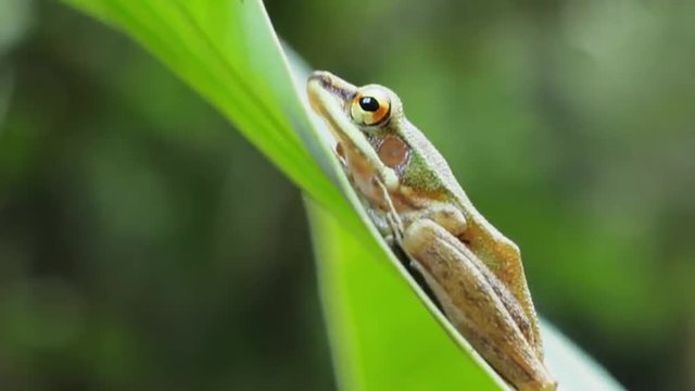Common Tree Frog sitting on green leaf in tropical rain forest close up view