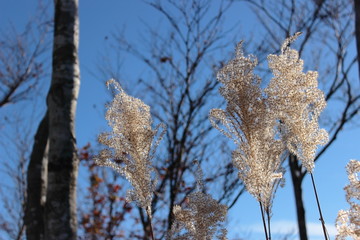 ススキと青空