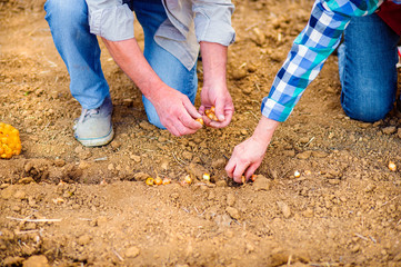 Close up of unrecognizable senior couple planting onions in row