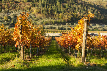 Vineyard plants landscape in Verona, Cavaion and Caprino
