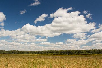 Gold wheat field