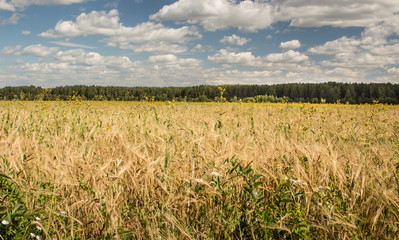 Gold wheat field