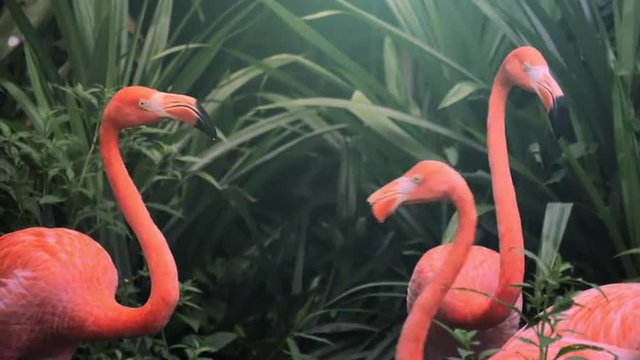 Flock of beautiful and exotic pink flamingos in natural environment