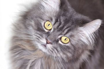 Naklejka na ściany i meble Gray Pesrian Cat
