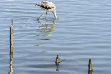 Greater flamingo wading in water looking for food.