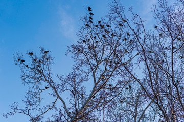 Birds on branches under blue sky.
