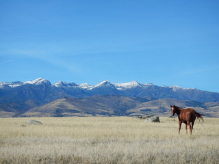 Paradise Valley, Montana