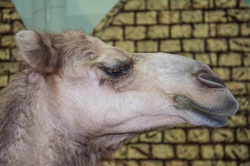 Camels in Arabia, wildlife