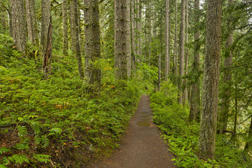 Forest trail in Silver Falls State Park