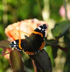 Red Admiral Butterfly