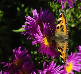 Summer Butterfly