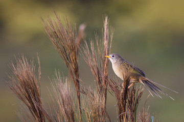 Wedge-tailed Grass-Finch (Emberizoides herbicola)