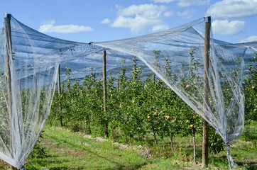 beautiful apple orchard with ripe apples. Apple trees are planted in rows with a tight...