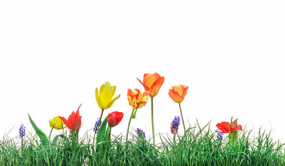 Green grass lawn spring flowers, isolated on white. Floral natur