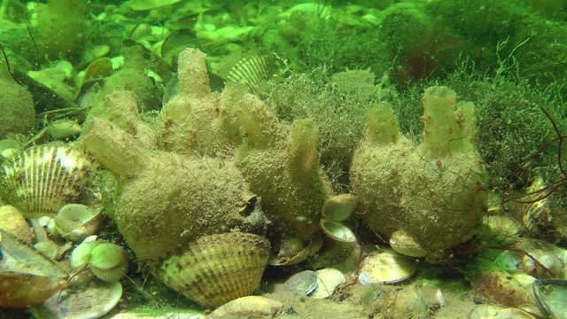 Several sea squirts in the seabed.

