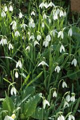 Snowdrops